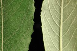 Salix basaltica. Upper and lower leaf surfaces.
 Image: D. Glenny © Landcare Research 2020 CC BY 4.0